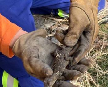 Resguardan ejemplar de reptil hallado en unidad habitacional de Coyoac&aacute;n