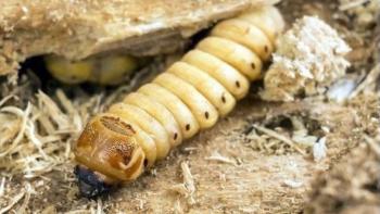 Gusano barrenador detectado en Coahuila, a menos de 40 km de la frontera con EE.UU.