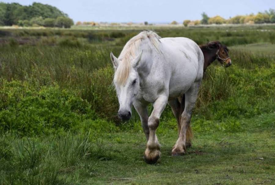 Clausuran parque turístico en Tulum tras rescate de 12 caballos en condiciones de abandono 