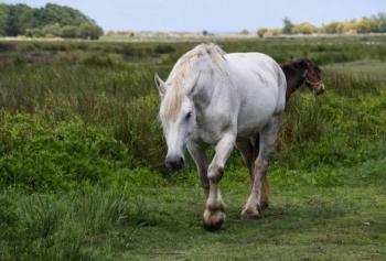 Clausuran parque tur&iacute;stico en Tulum tras rescate de 12 caballos en condiciones de abandono