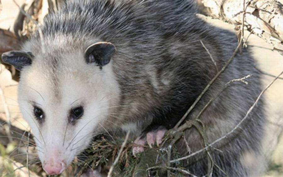 Rescate de tlacuache en Tlalpan recuerda la importancia de proteger la fauna silvestre en la capital 