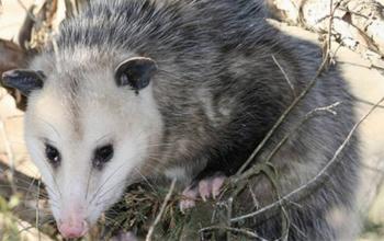 Rescate de tlacuache en Tlalpan recuerda la importancia de proteger la fauna silvestre en la capital