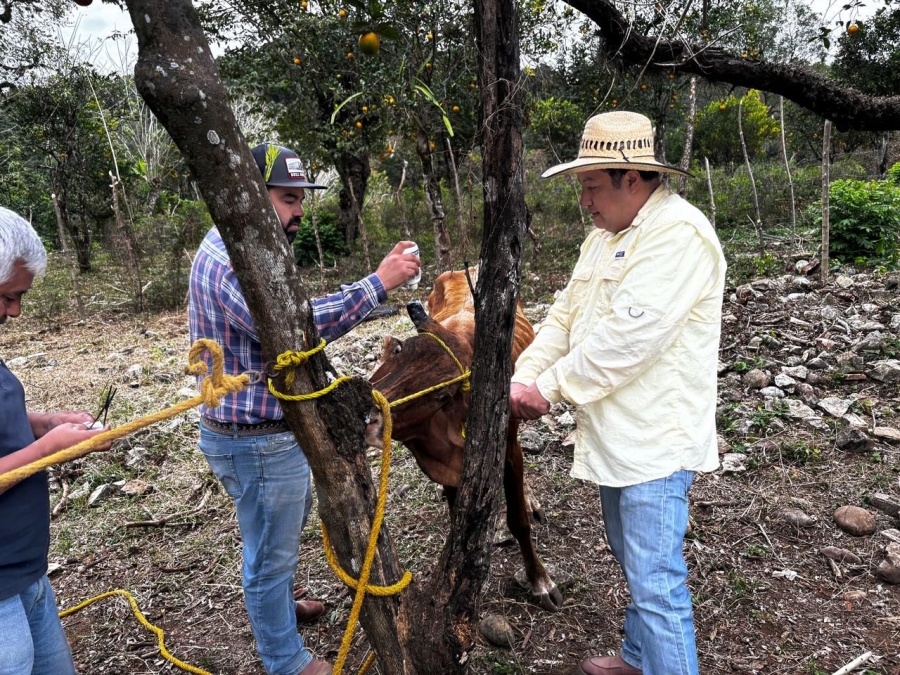 Gobierno estatal refuerza acciones contra el gusano barrenador del ganado en San Luis Potos&iacute;