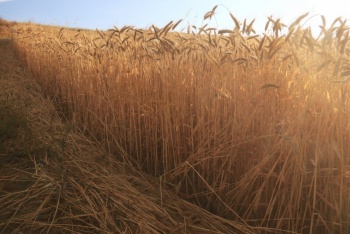Expertos recomiendan cinco carbohidratos antiinflamatorios para reducir riesgos de enfermedades cr&oacute;nicas