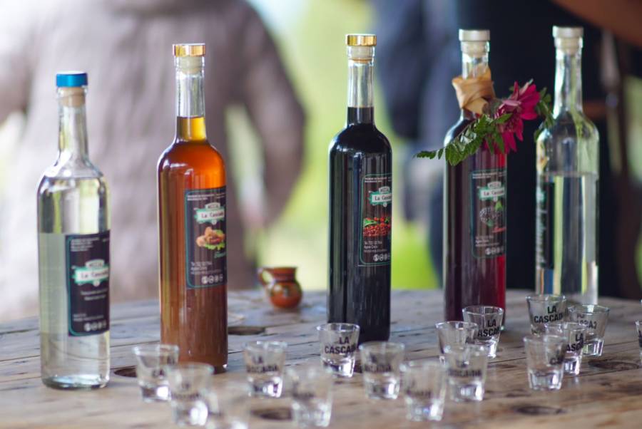 Estado de México lanza Ruta del Mezcal y de la Flor para impulsar turismo y economía regional