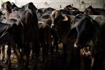 San Luis Potos&iacute; refuerza vigilancia por 147 casos activos de gusano barrenador