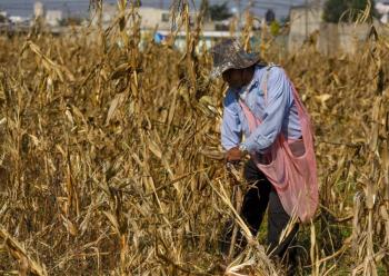Fertilizantes encabezan alza de materias primas, advierte el Banco Mundial