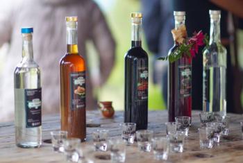 Estado de M&eacute;xico lanza Ruta del Mezcal y de la Flor para impulsar turismo y econom&iacute;a regional