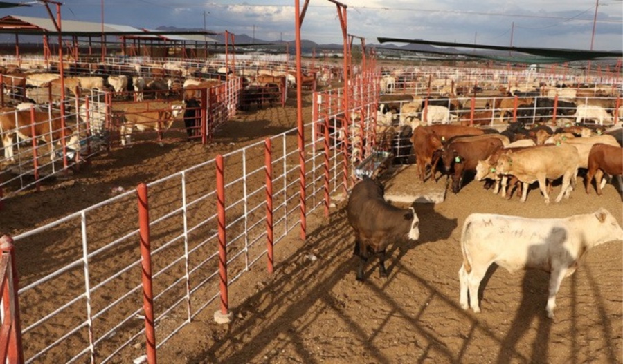 Acuerdan M&eacute;xico y Estados Unidos suspender intercambio de animales vivos como medida precautoria por gusano barrenador del ganado