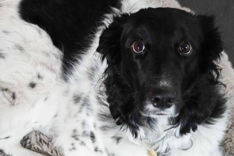 Detectan en Durango el primer caso de gusano barrenador en un perro; refuerzan vigilancia sanitaria