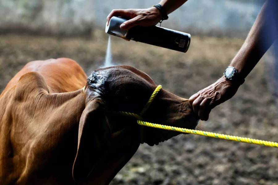 FDA aprueba medicamento genérico contra el gusano barrenador en animales    