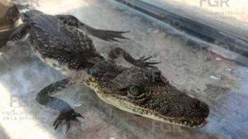 FGR cate&oacute; domicilio en Zapopan por posesi&oacute;n de tigre de bengala y fauna silvestre