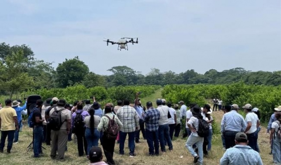 Encuentro de productores impulsa innovación tecnológica para el limón persa en Tabasco