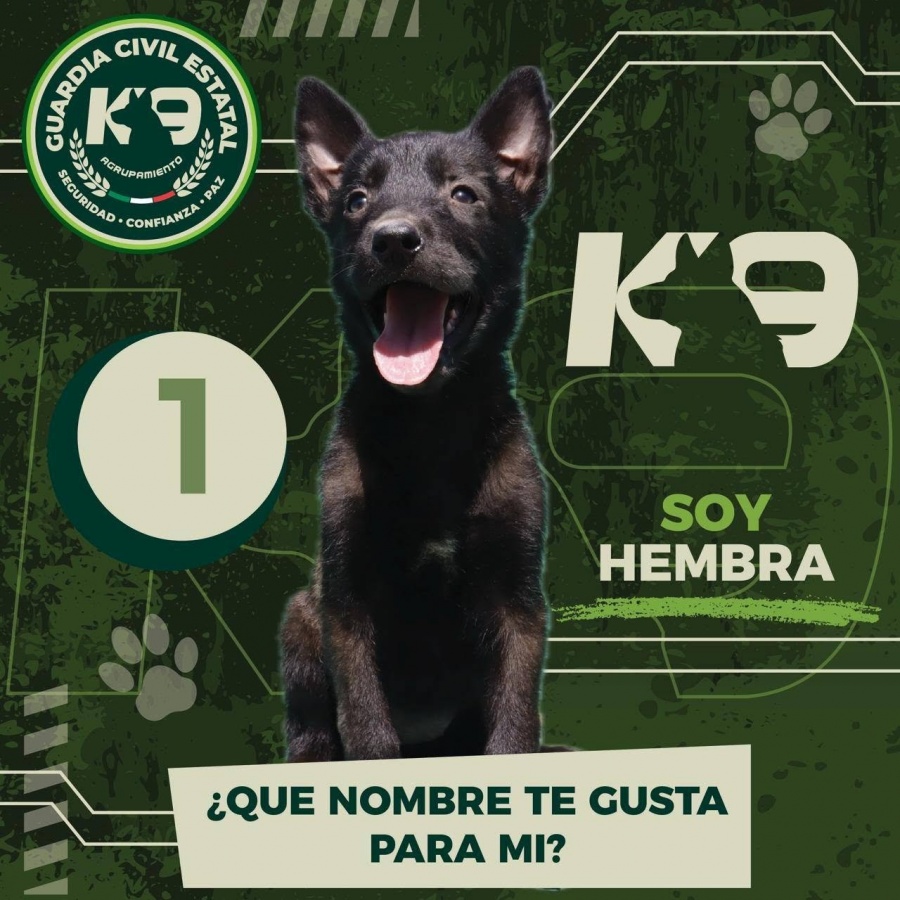 Potosinos podrán elegir nombres de nuevos perros de la Guardia Civil Estatal