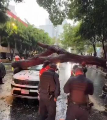 Lluvias provocan ca&iacute;da de &aacute;rbol gigante en la Cuauht&eacute;moc; cinco autos resultan afectados