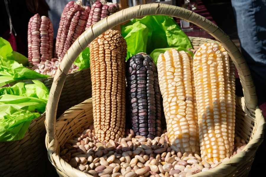 INIFAP desarrolla variedades de ma&iacute;z para elevar producci&oacute;n en Pen&iacute;nsula de Yucat&aacute;n