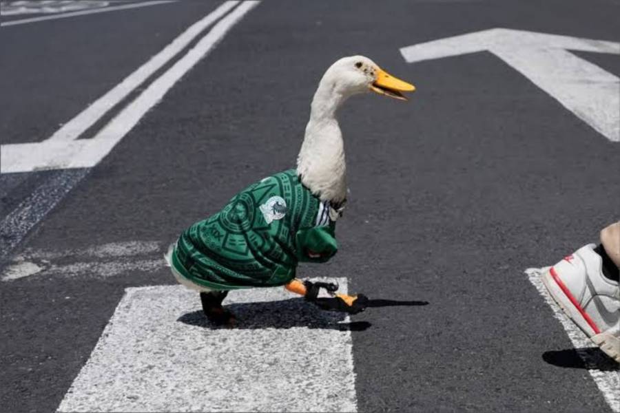 “Pato Merl&iacute;n”, s&iacute;mbolo cultural del Mundial 2026, es invitado por Sheinbaum a la ma&ntilde;anera