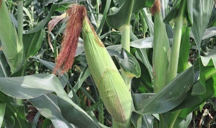 INIFAP desarrolla variedades de ma&iacute;z para elevar producci&oacute;n en Pen&iacute;nsula de Yucat&aacute;n