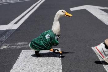 “Pato Merl&iacute;n”, s&iacute;mbolo cultural del Mundial 2026, es invitado por Sheinbaum a la ma&ntilde;anera