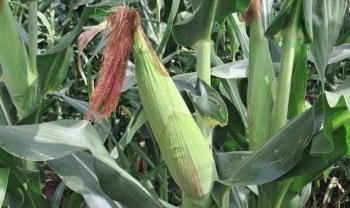 INIFAP desarrolla variedades de ma&iacute;z para elevar producci&oacute;n en Pen&iacute;nsula de Yucat&aacute;n