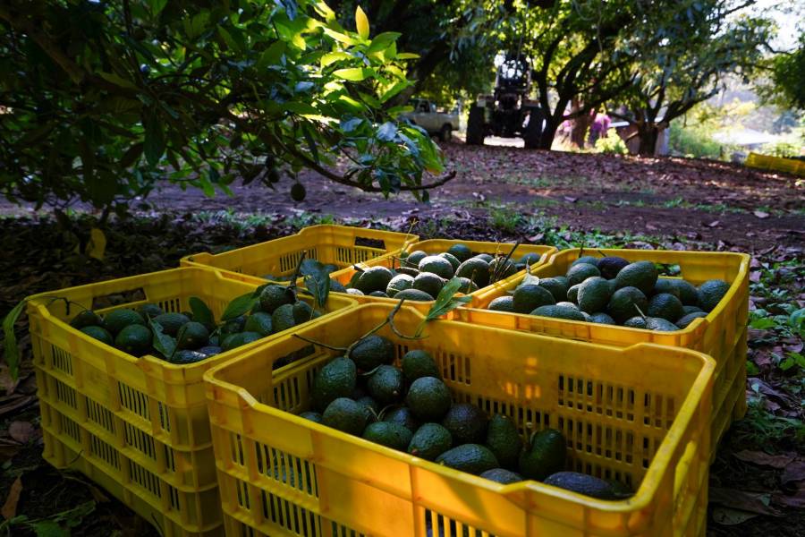 Intento de robo de aguacates termina con dos detenidos en Hermosillo