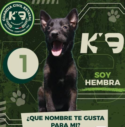 Potosinos podrán elegir nombres de nuevos perros de la Guardia Civil Estatal