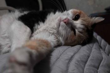 Rescatan maacutes de 400 gatos vivos en Vietnam durante operativo contra red de traacutefico de animales domeacutesticos