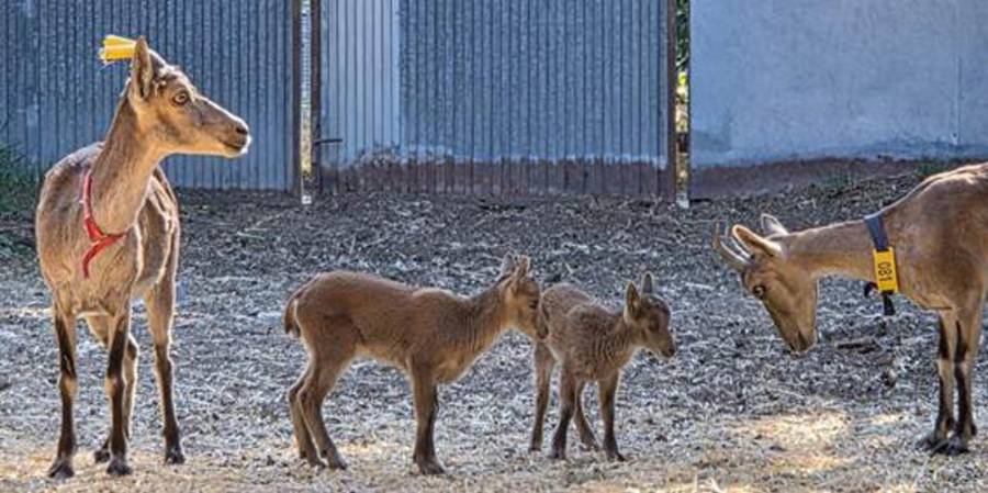 Nacen tres cabras montesas mediante fecundación in vitro con gametos de ejemplares muertos