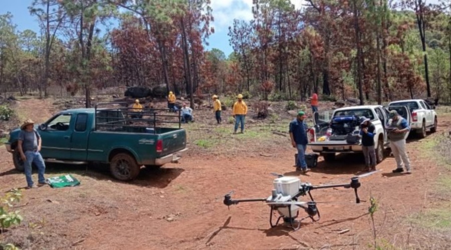 Dispersan 12 mil semillas con drones en Pátzcuaro para restaurar el Estribo Grande