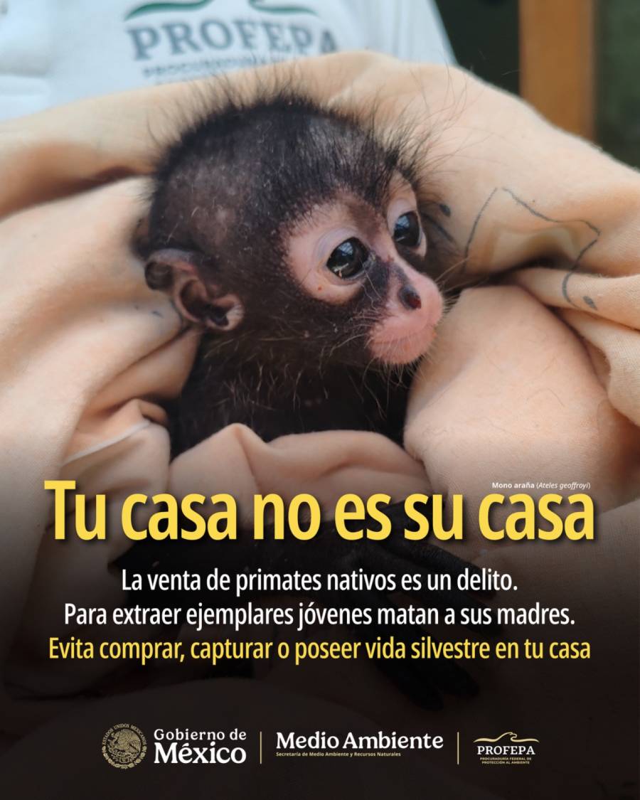 Profepa fortalece acciones para detectar y combatir la venta ilegal de vida silvestre en redes sociales