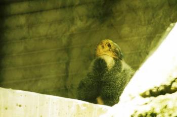 Profepa combate tr&aacute;fico ilegal de fauna silvestre en redes sociales
