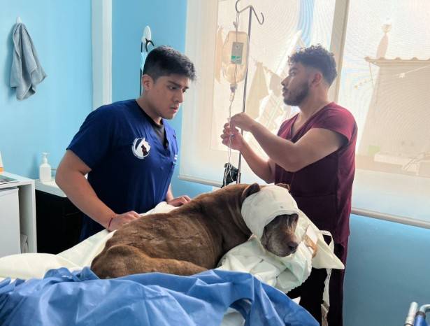 SEDIF denuncia maltrato animal en General Felipe &Aacute;ngeles; canino recibe atenci&oacute;n m&eacute;dica