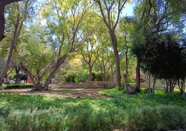 Van por 80 mil nuevos árboles en Querétaro capital para 2027