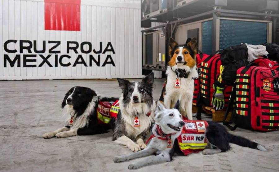 Binomios caninos mexicanos apoyan rescate en Venezuela tras sismos