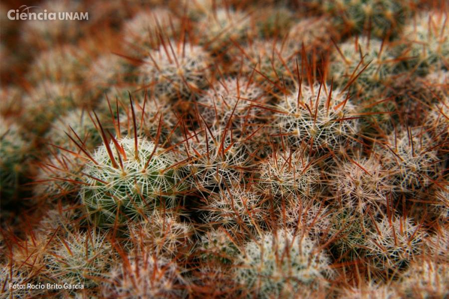 UNAM busca reintroducir cactus extinto en el Pedregal de San Ángel