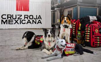 Binomios caninos mexicanos apoyan rescate en Venezuela tras sismos