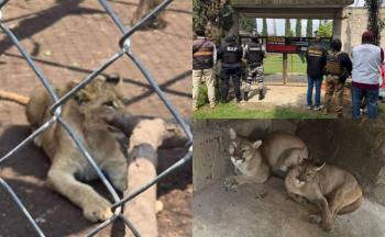 Decomisan zool&oacute;gico clandestino con felinos y especies ex&oacute;ticas en Chalco