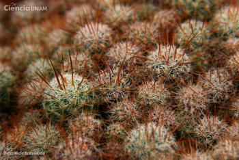 UNAM busca reintroducir cactus extinto en el Pedregal de San &Aacute;ngel