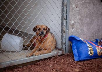 Fiscal&iacute;a rescata 53 mascotas v&iacute;ctimas de maltrato en Ciudad Ju&aacute;rez
