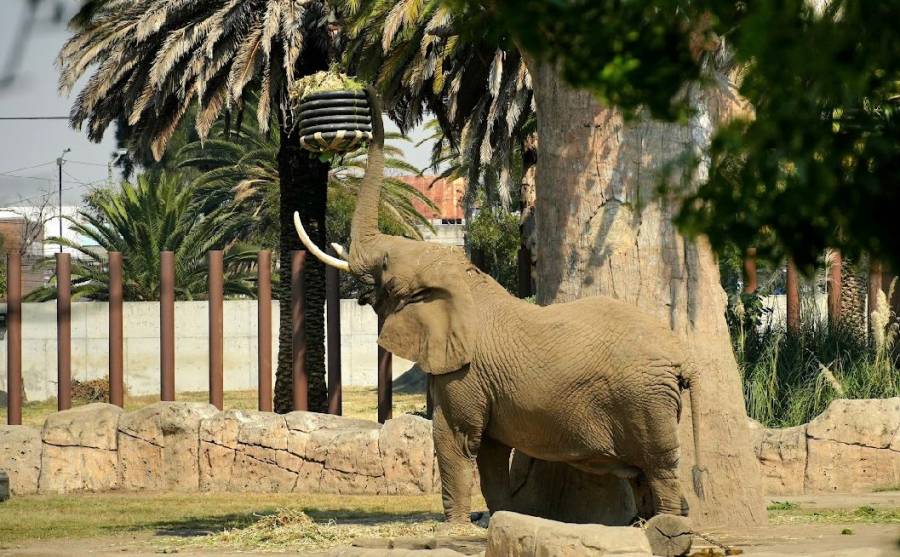 Sedema anuncia mantenimiento en centros de conservación de vida silvestre en CDMX