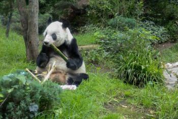 Xin Xin rompe r&eacute;cords de longevidad y celebra 36 a&ntilde;os como s&iacute;mbolo de la conservaci&oacute;n en M&eacute;xico