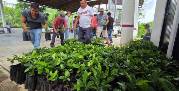 Gobierno de SLP entrega plantas de café de alta calidad a familias tének en Tancanhuitz