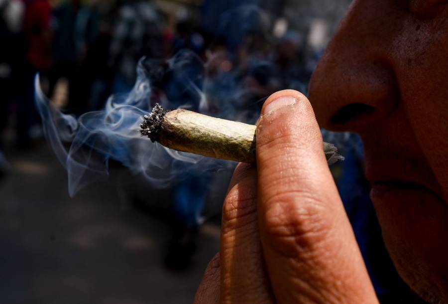 Cofepris acatará resolución de la SCJN sobre consumo de cannabis y THC