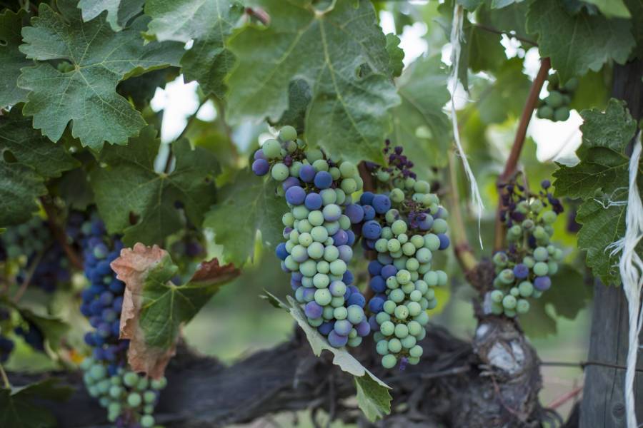 Reconversión agrícola impulsaría el futuro de la industria vitivinícola en Querétaro