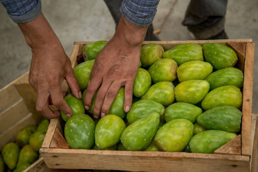 La Feria Internacional de la Tuna alista tres días de gastronomía, cultura y tradición en Edomex