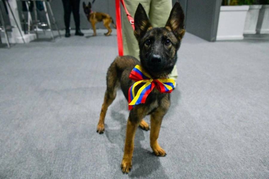 Venezuela dona ejemplares belga malinois al Ejército Mexicano como símbolo de cooperación