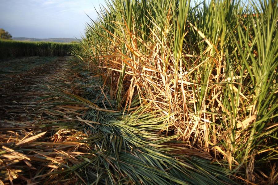 México logra acuerdo para exportar más de un millón de toneladas de azúcar a Estados Unidos