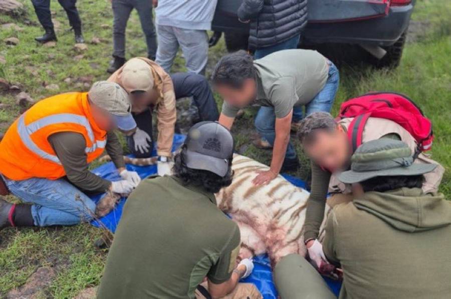 Necropsia confirma que tigre Kenzo murió por disparo durante operativo en Tepetlaoxtoc