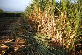 Meacutexico logra acuerdo para exportar maacutes de un milloacuten de toneladas de azuacutecar a Estados Unidos