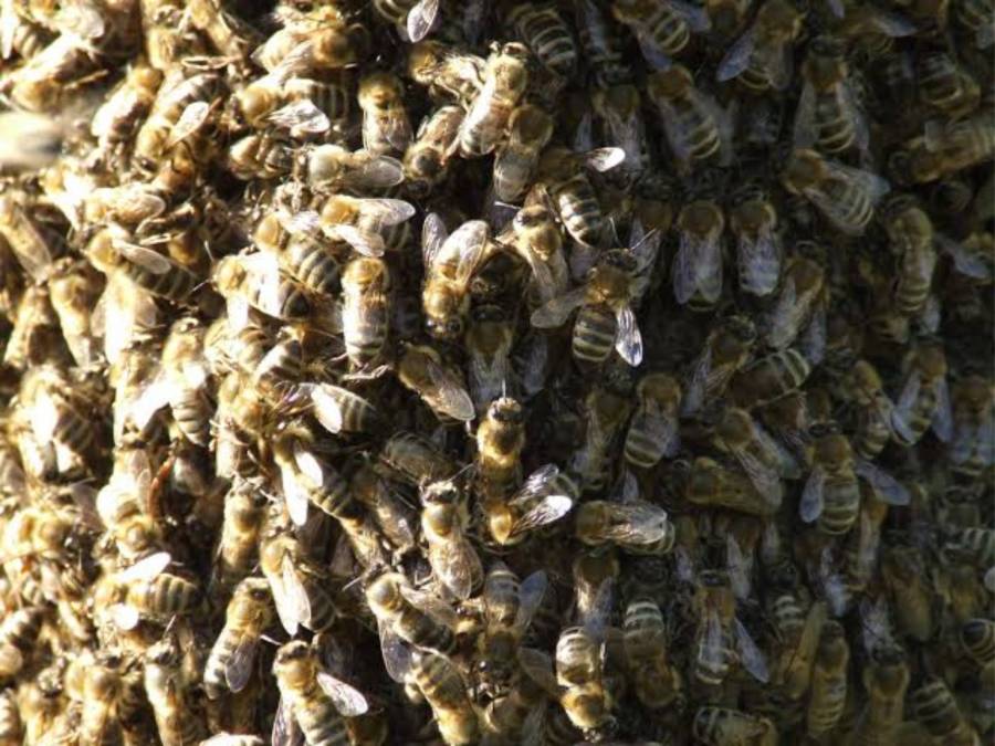 Ataque de abejas deja 14 personas lesionadas en calles de León